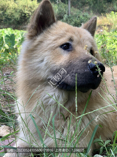 貓貓狗狗