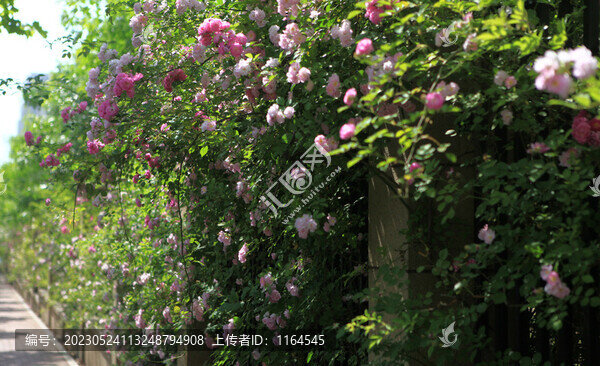 薔薇花