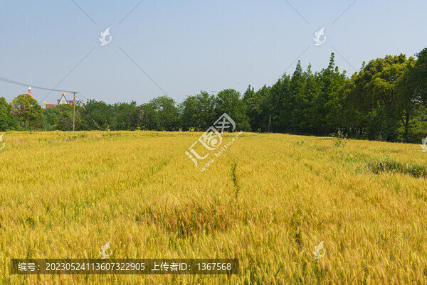 麥田