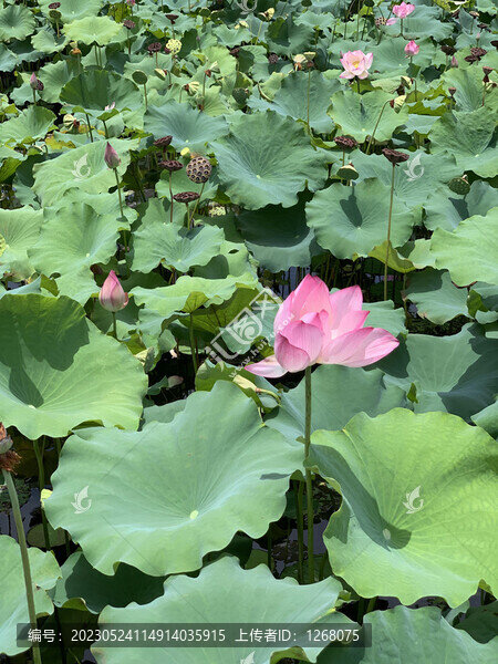 花花草草