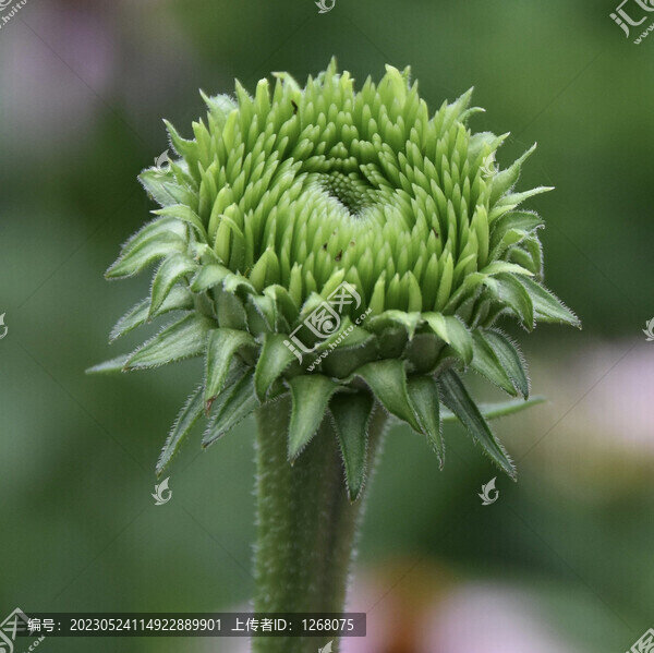 花花草草