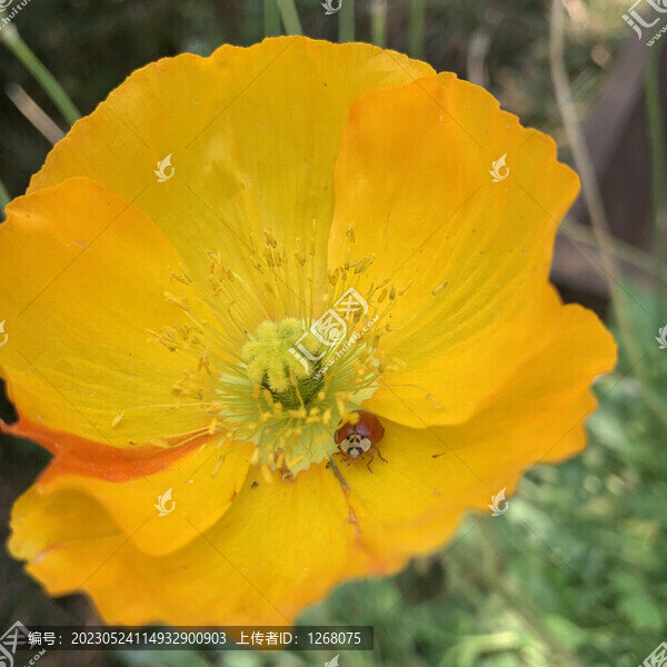 花花草草