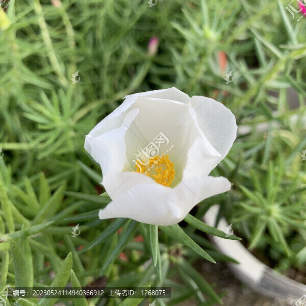 花花草草