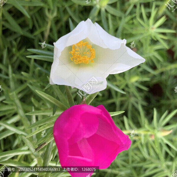 花花草草