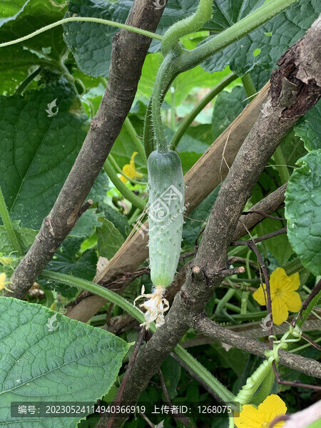 花花草草