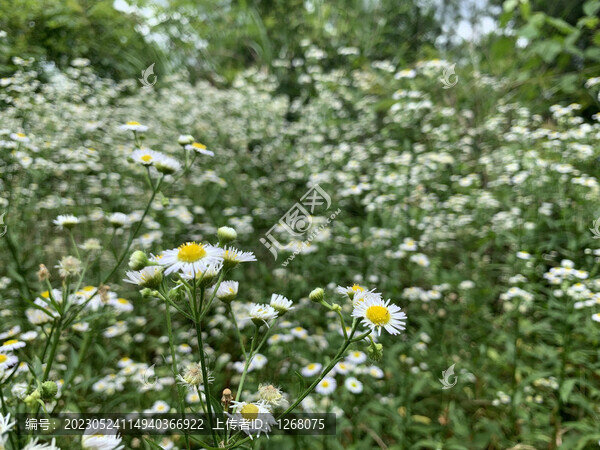 花花草草