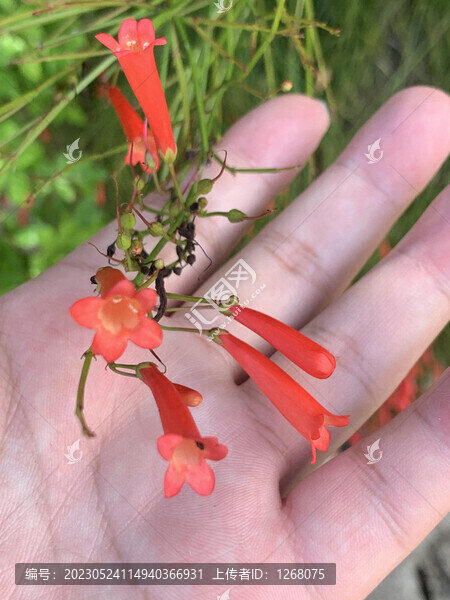 花花草草