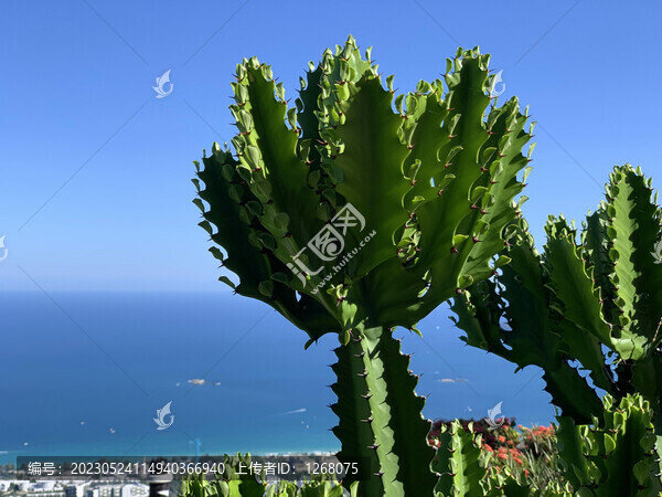 花花草草