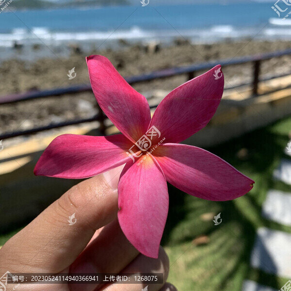 花花草草