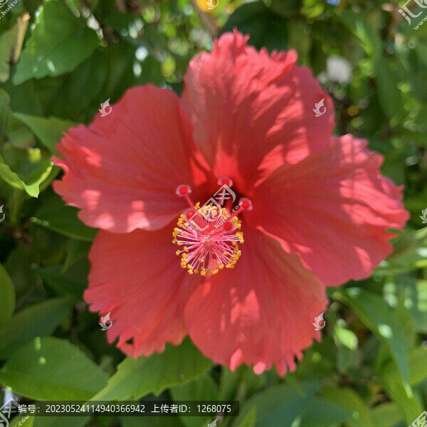 花花草草