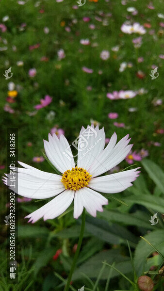 格桑花百日菊