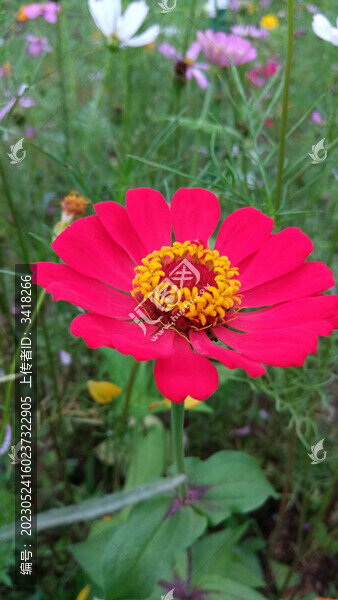 格桑花百日菊