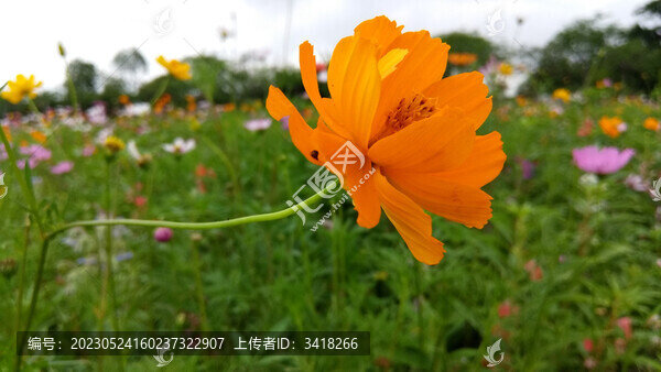 格桑花百日菊