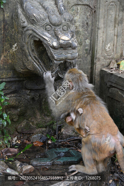 黔靈山獼猴
