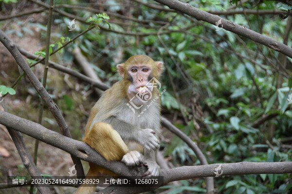 黔靈山廬山的獼猴黃山短尾猴