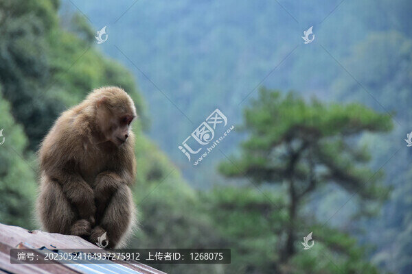 黃山短尾猴