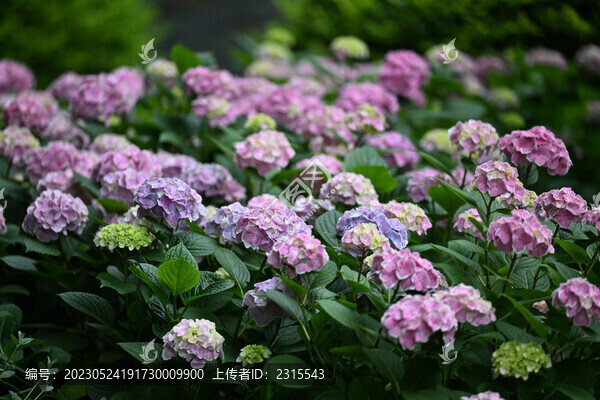 繡球花