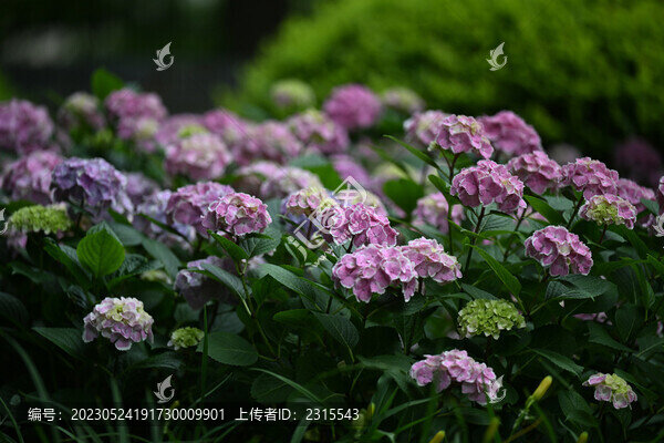繡球花