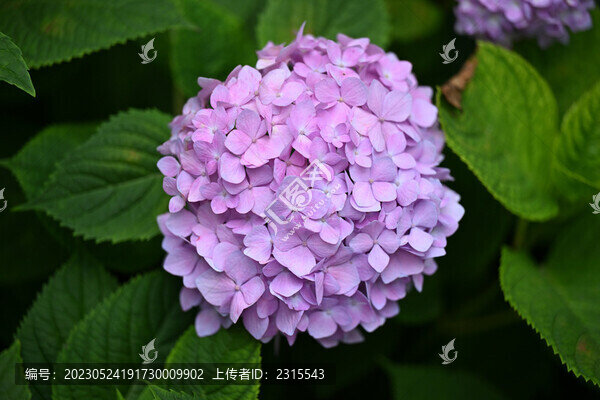 繡球花