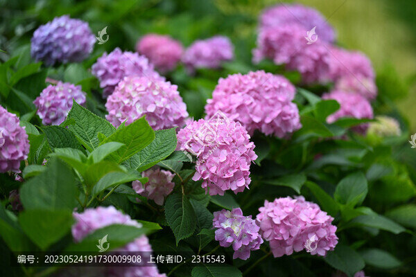 繡球花