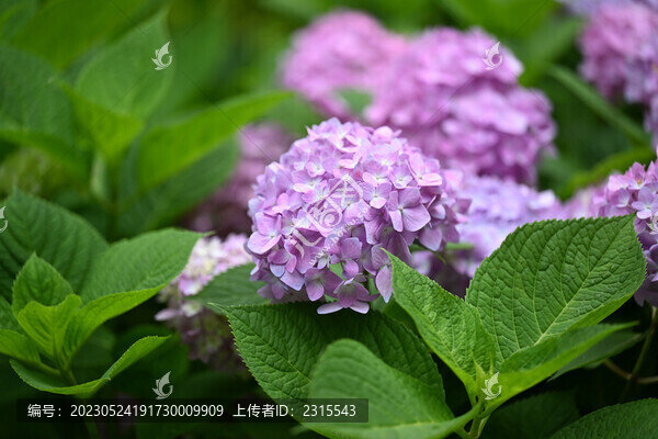 繡球花