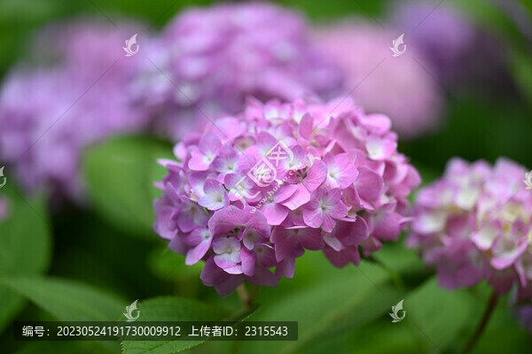 繡球花