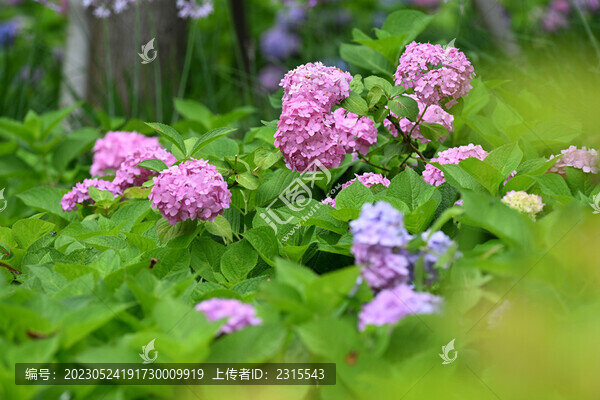 彩色的繡球花