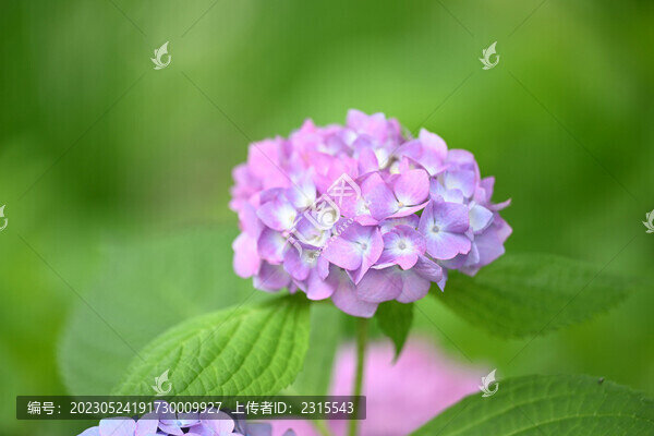彩色繡球花