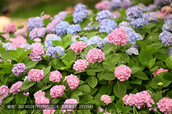 彩色繡球花