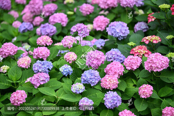 彩色的繡球花