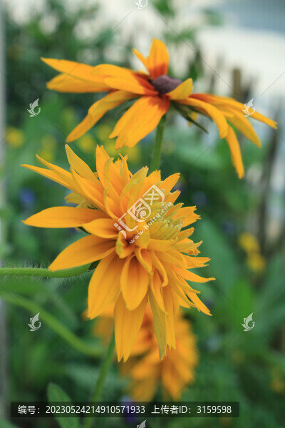 金光菊