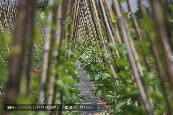 藤架上的蔬菜豇豆