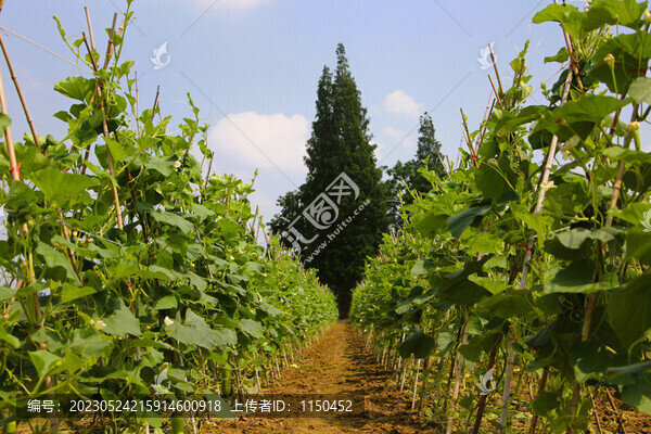 藤架上的蔬菜豇豆