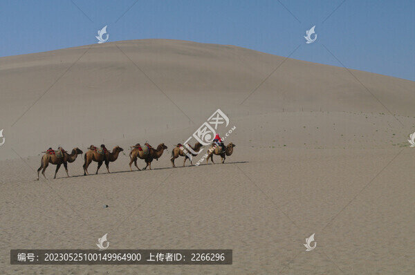 沙漠駝隊行走