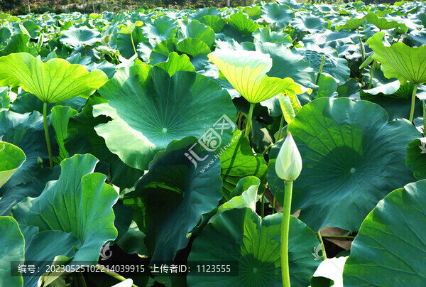 荷葉
