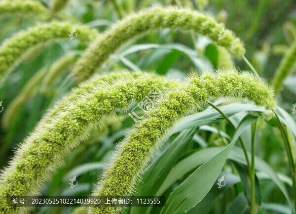 青谷穗