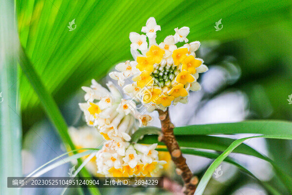 盛開的結(jié)香花