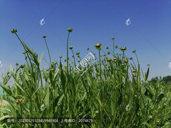 綠草天空