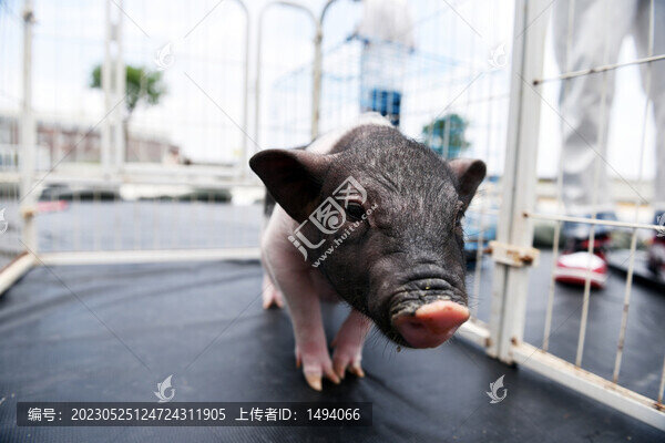 香豬