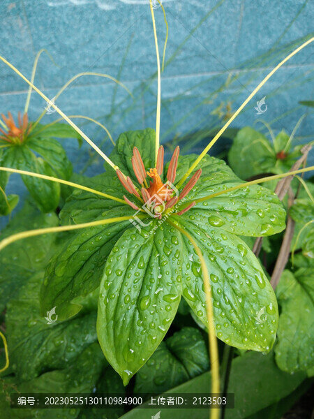 七葉一枝花特寫