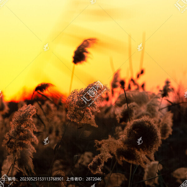 風中蘆花