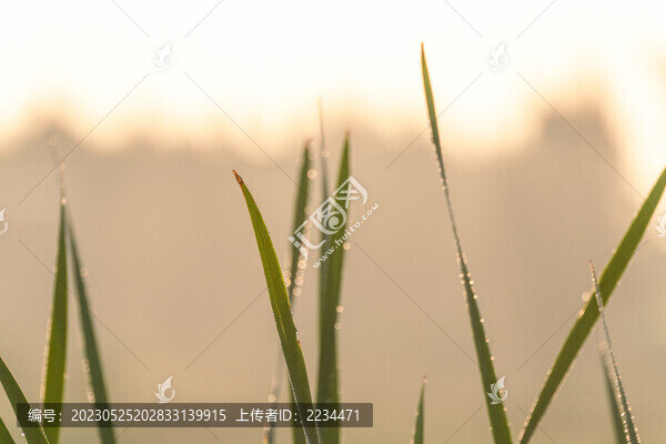 晨露