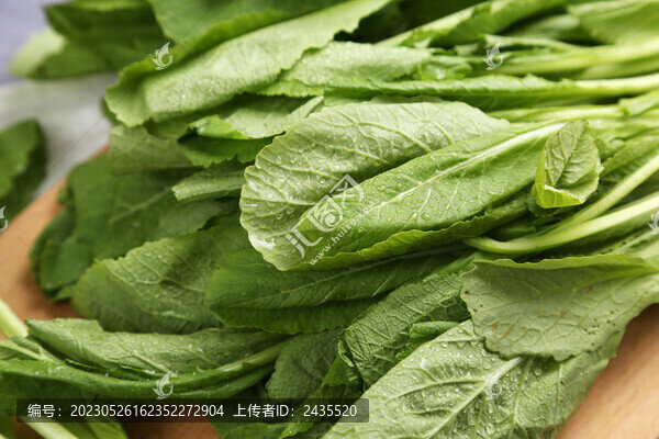 白色背景的春菜