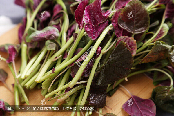 紅莧菜白底圖