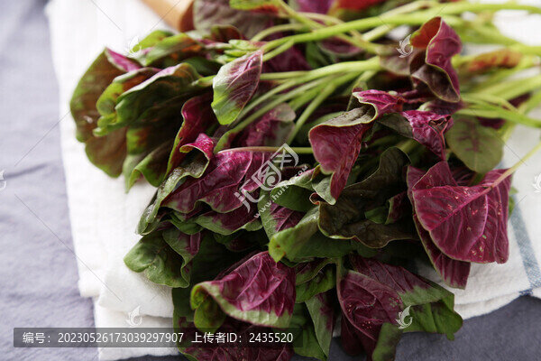 紅莧菜白底圖