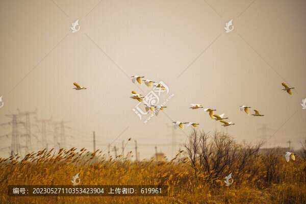 濕地鳥群