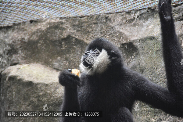 白頰長臂猿
