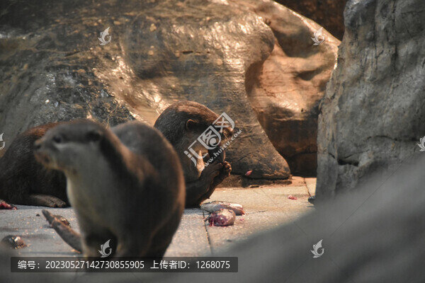 水獺