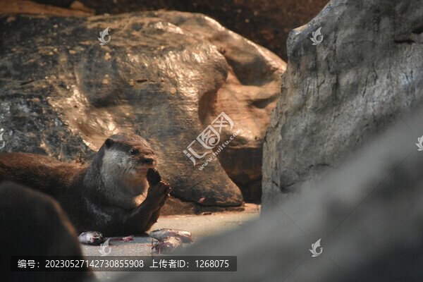 水獺
