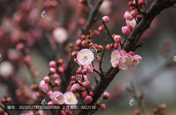 梅花